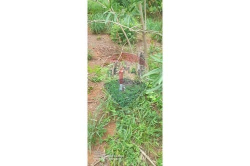 Terreno en la ciudad de Luque cañada garay — foto 2
