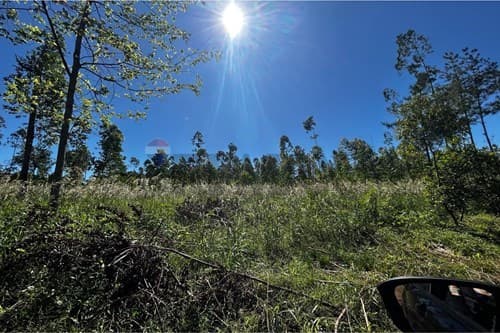 Hermoso campo eucaliptal en capitan miranda — foto 2