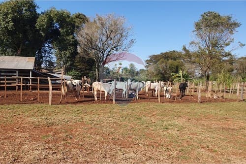 - terreno-hernandarias-paraguay — foto 5