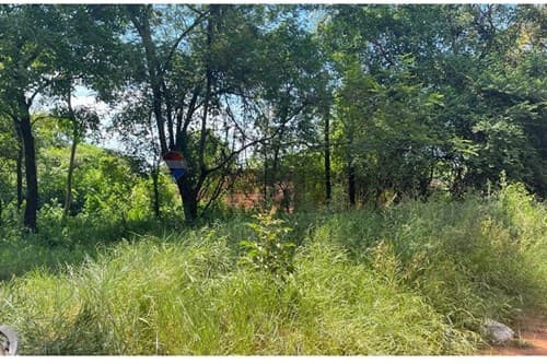 Terreno de 1 Hectárea en Luque — foto 2