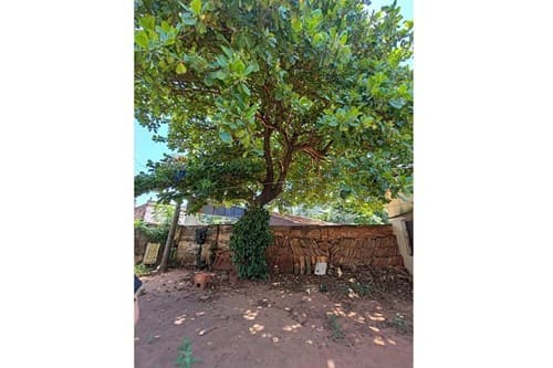 En venta amplia propiedad zona centrica de Luque! — foto 5