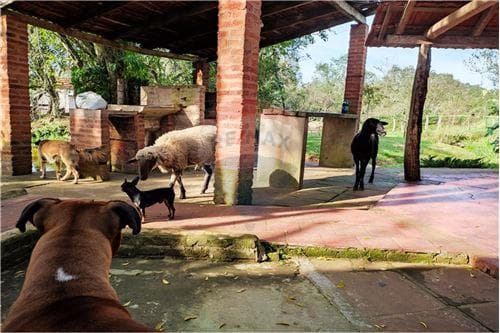 Estancia Ganadera en Trinidad Itapua — foto 2