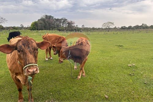 En venta–amplia propiedad en benjamín aceval, foto 3