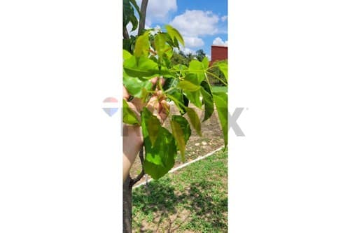 Terreno en venta – limpio, foto 1