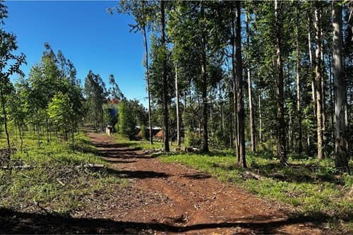 Hermoso campo eucaliptal en capitan miranda — foto 3