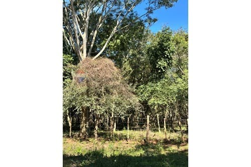Terreno en caacupé — foto 2