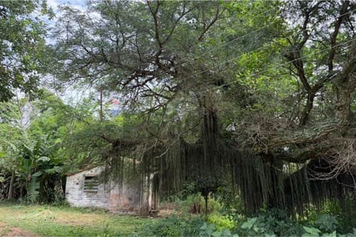 En venta finca agricola de 15 ha — foto 2