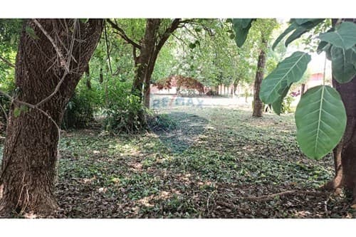 ¡Terreno en Alquiler con Árboles y Sombra Natural!