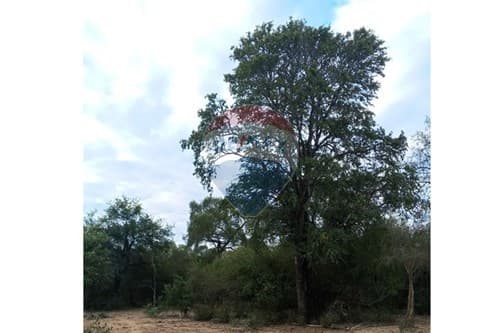 "Campo Virgen en Venta: 500ha en el Chaco Py" — foto 3