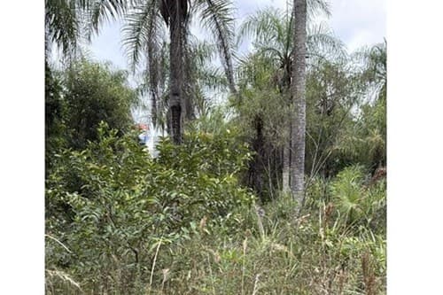 ¡Terreno Ideal en Caacupé, Paraguay!, foto 3