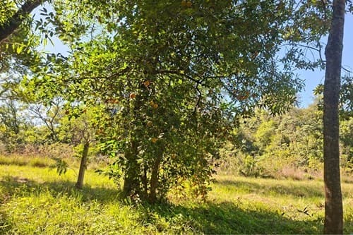 Terreno en San Bernardino: ¡Tu Inversión Ideal! — foto 3