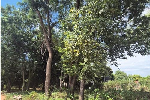 Terreno-Venta-Emilio Gabriaguez, Casco Urbano, Capiata, Central, foto 4