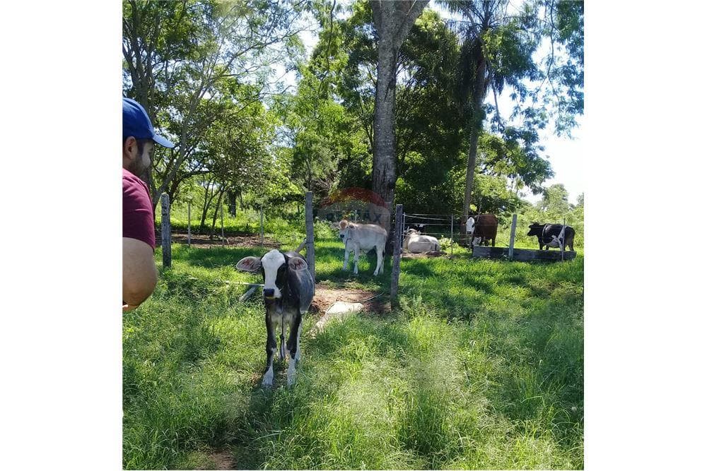 70 hectareas en paraguari mbuyapey, foto 4
