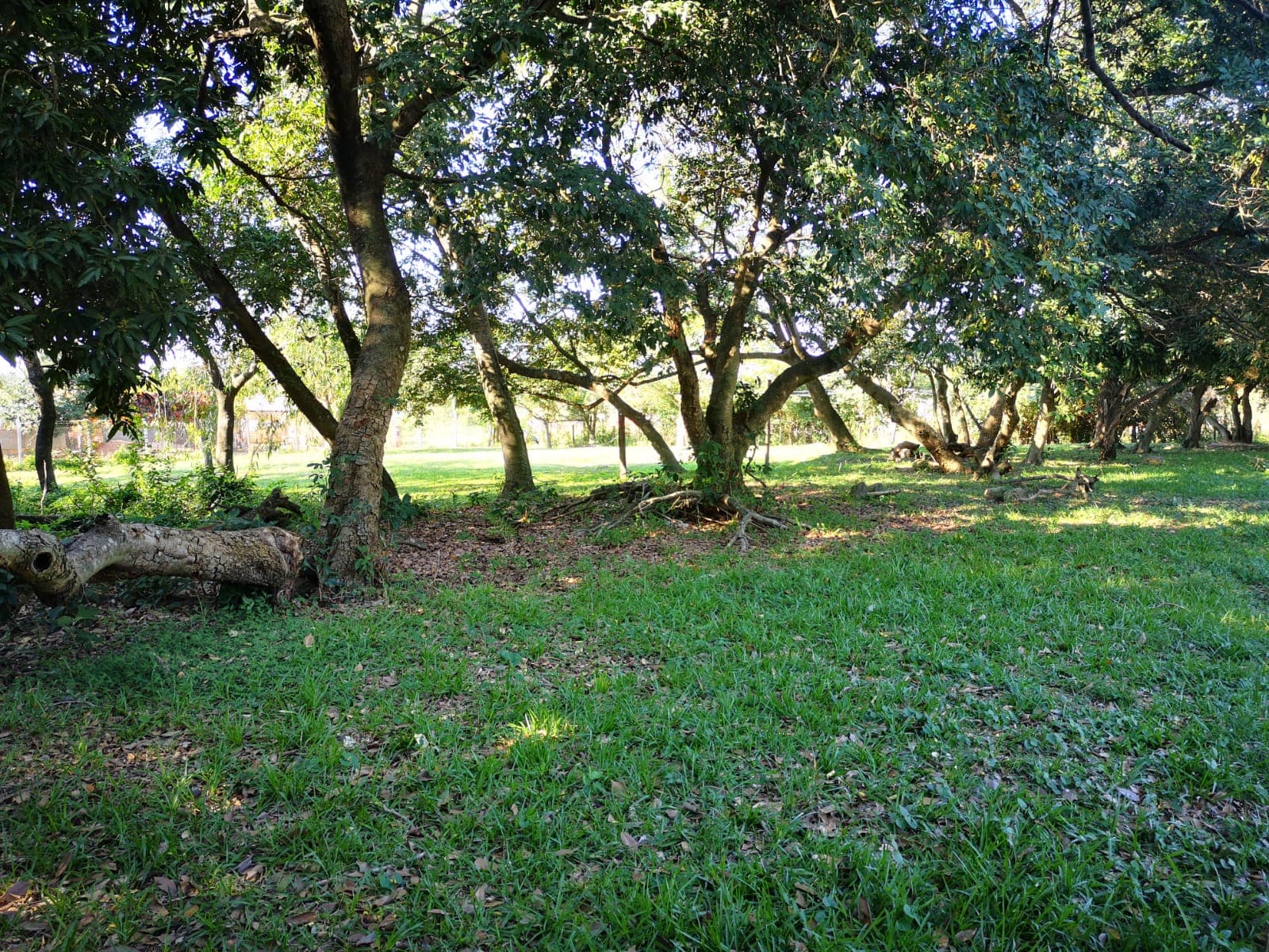 Terreno de 10.000 m2 con Tinglado en San Lorenzo-CLLA5405566, foto 1