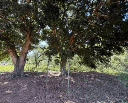 En venta amplio terreno en Luque, foto 2