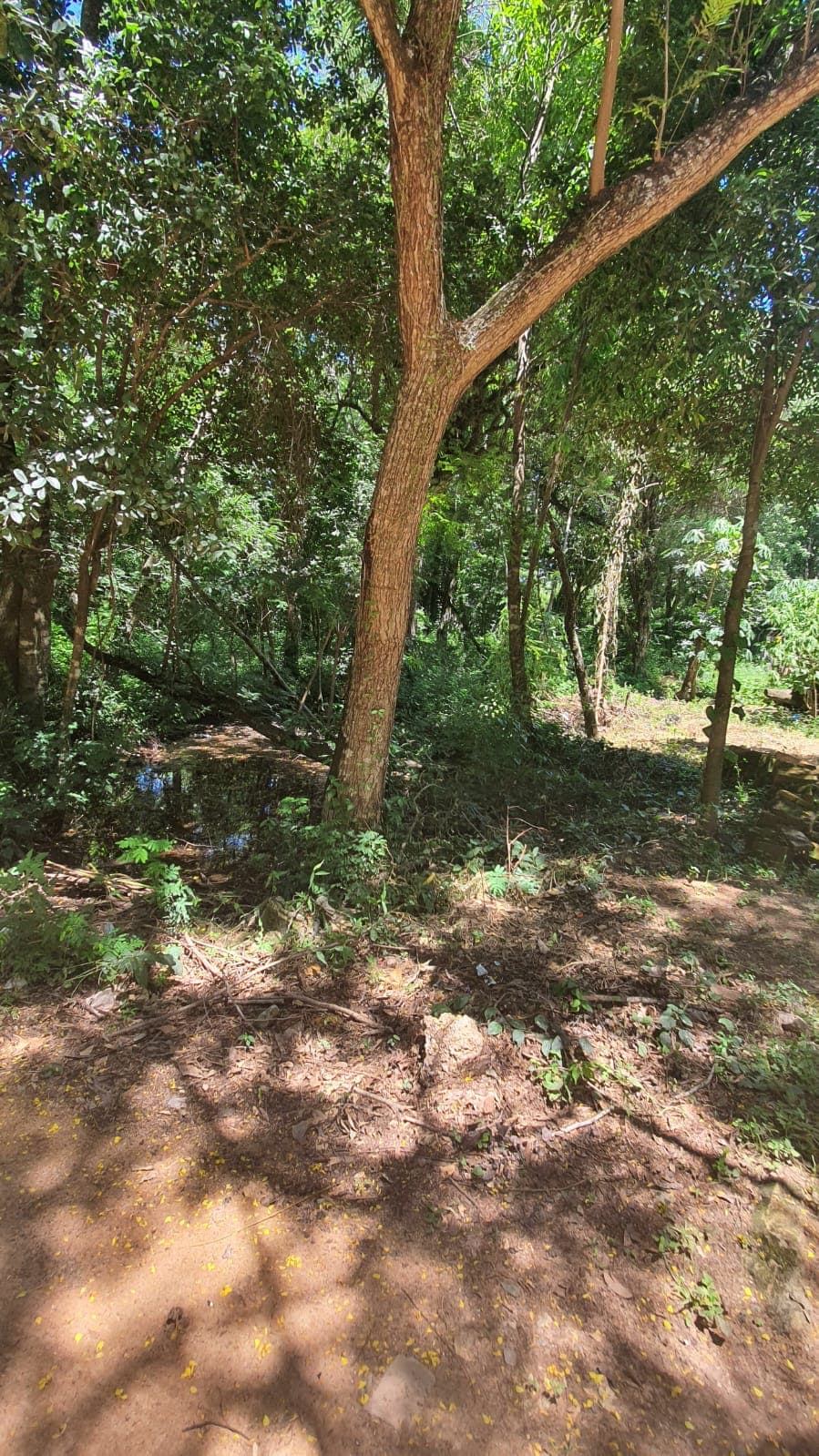 Terreno De 400 M2 En San Bernardino A 1 Cuadra De Cond Ayres, foto 2