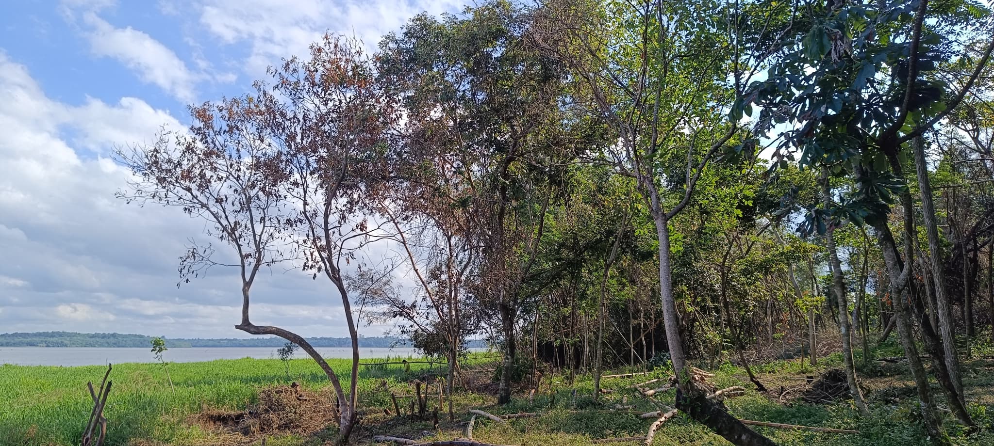 Campo / Terreno En Cambyreta Encarnacion Rio Parana — foto 5