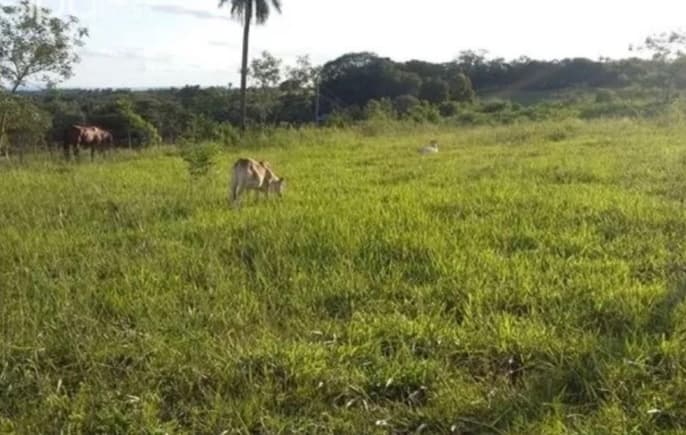 40 Hectáreas De Terreno En Ybycui Dpto De Paraguary, foto 1