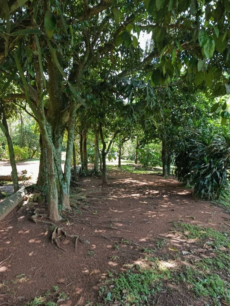 En venta propiedad agricola en paraguari mbatovi, foto 4