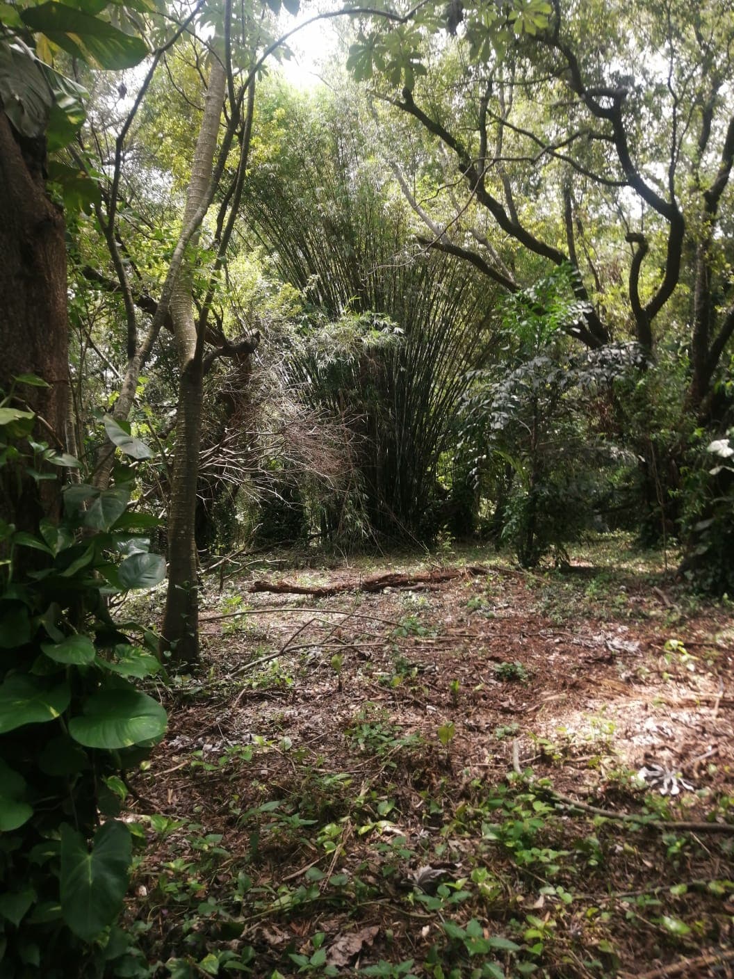 Gran Terreno Oportunidad de Inversión en Maramburé, foto 2