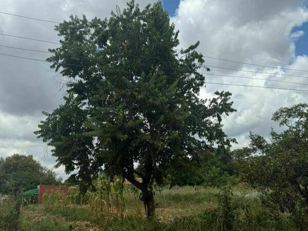4 terrenos juntos a 550 metros de la ruta internacional| propiedad en esquina, foto 4