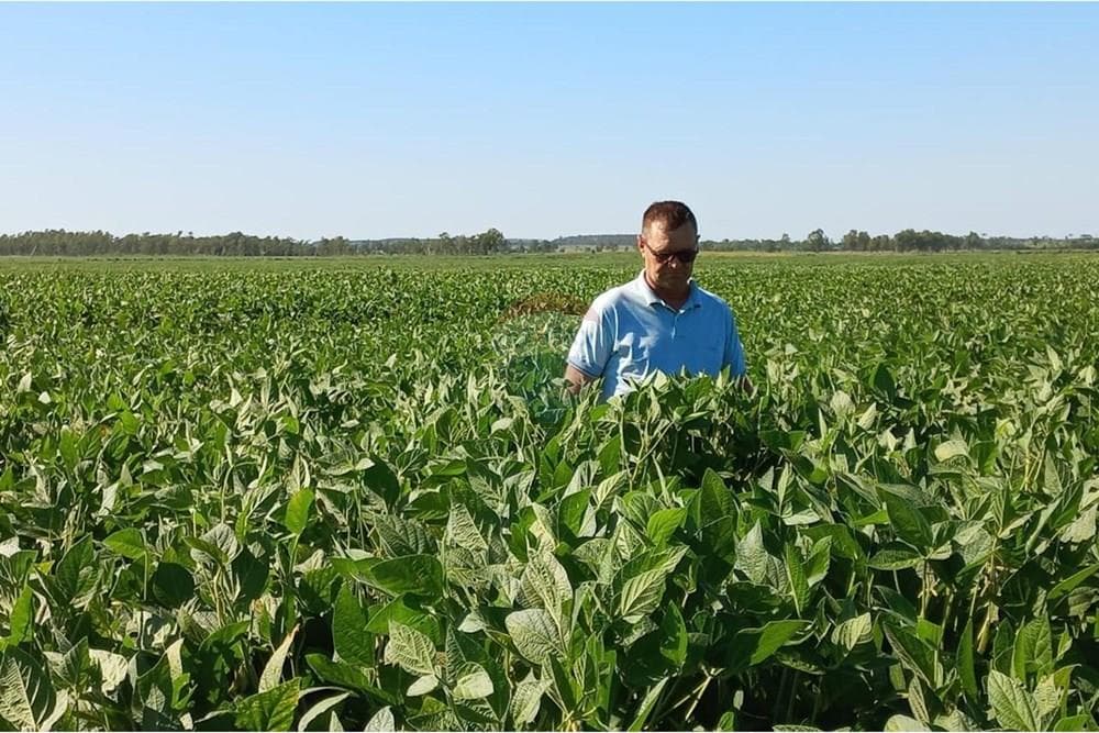 Campo de soja en san pedro del parana, foto 3