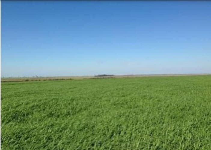 Campo de 9.258 Hectáreas en Capitán Bado, Amambay-CLCS5526278, foto 4