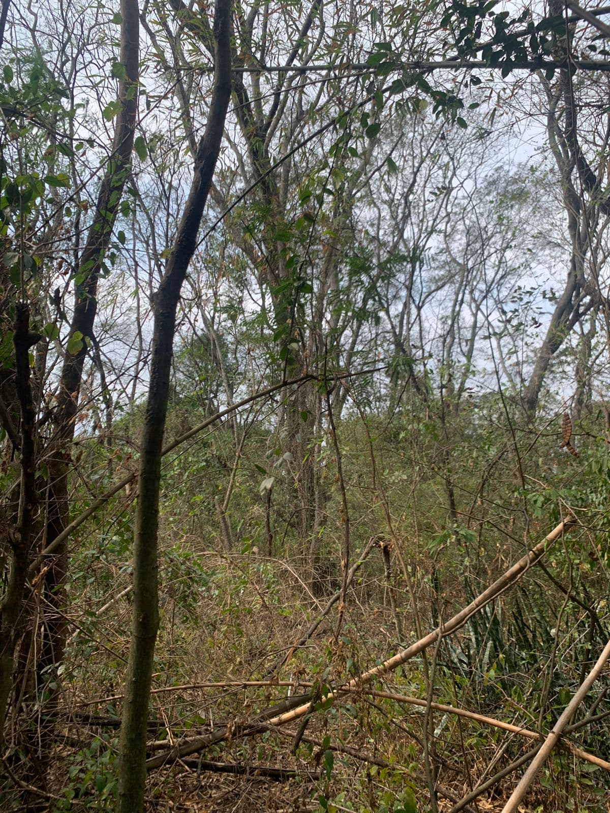 Terreno sobre el rio san antonio, foto 2