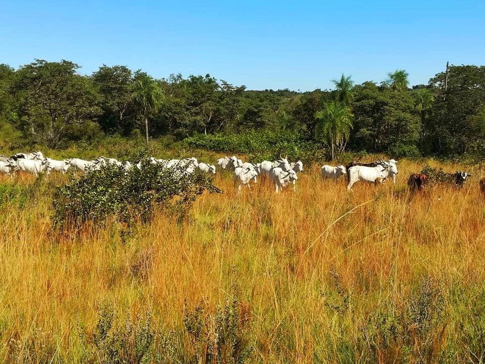 Oferta Vendo Estancia Formada En Caapucu A Tranquera Cerrada Con 150 Cabezas — foto 4