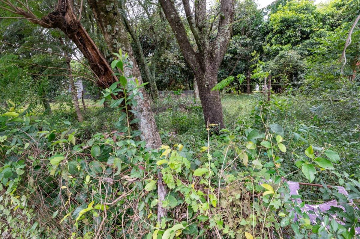 de Terreno en Altos, Cordillera, foto 4