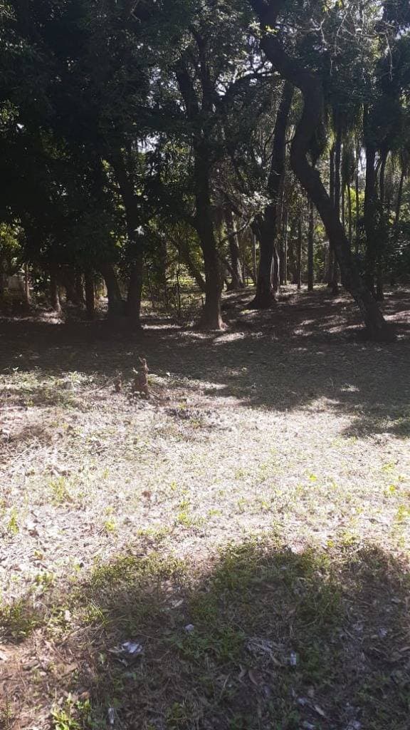 Aregua centro, propiedad de 1 ha, foto 4