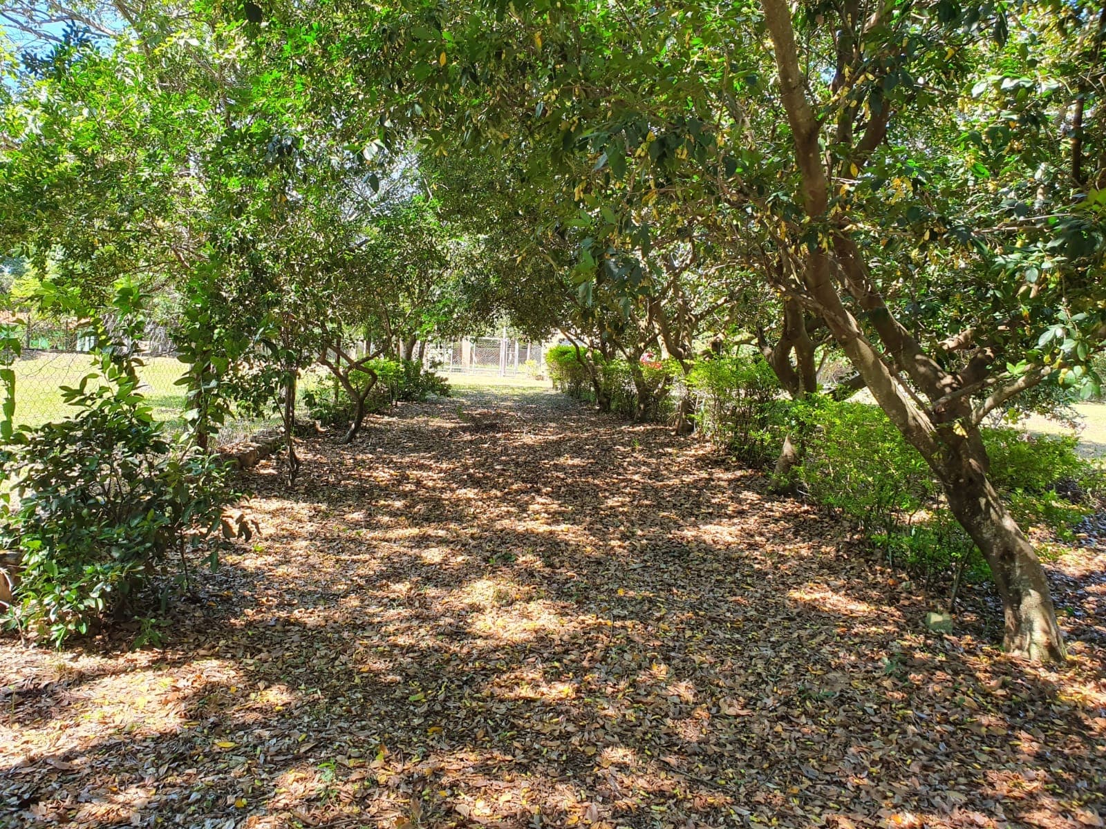 LOMA GRANDE: Exclusivo Terreno de 1.518 m² con Potencial Ilimitado — foto 4