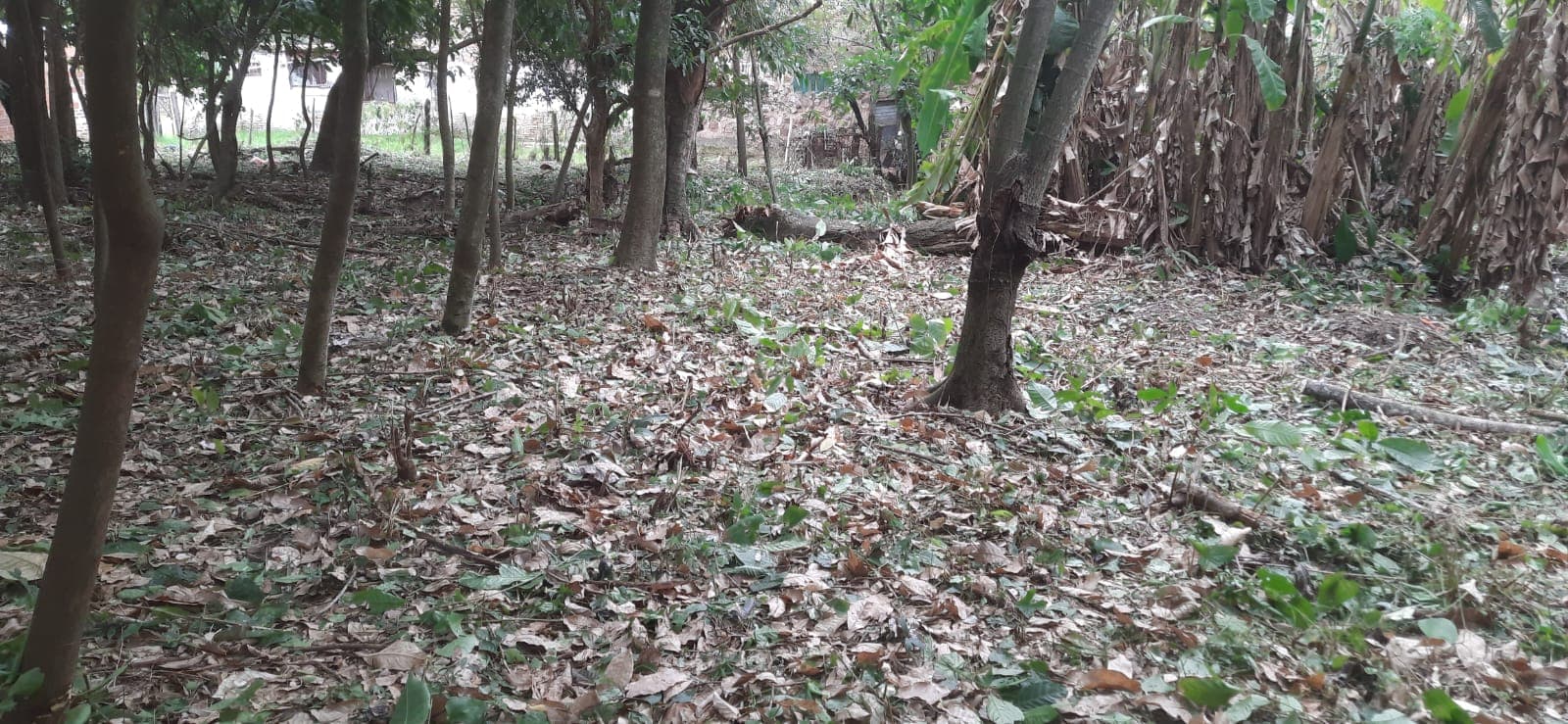 Terreno de 1440 m2 en San Bernardino, foto 4