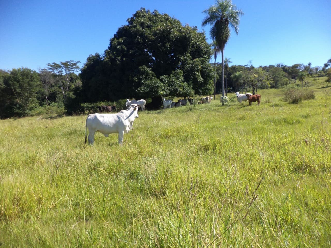 Estancia Ganaderia 72 Has.en Cordillera!, foto 1
