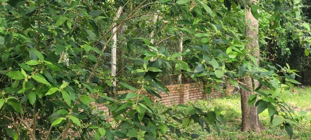 de Terreno en Areguá, Central, foto 3