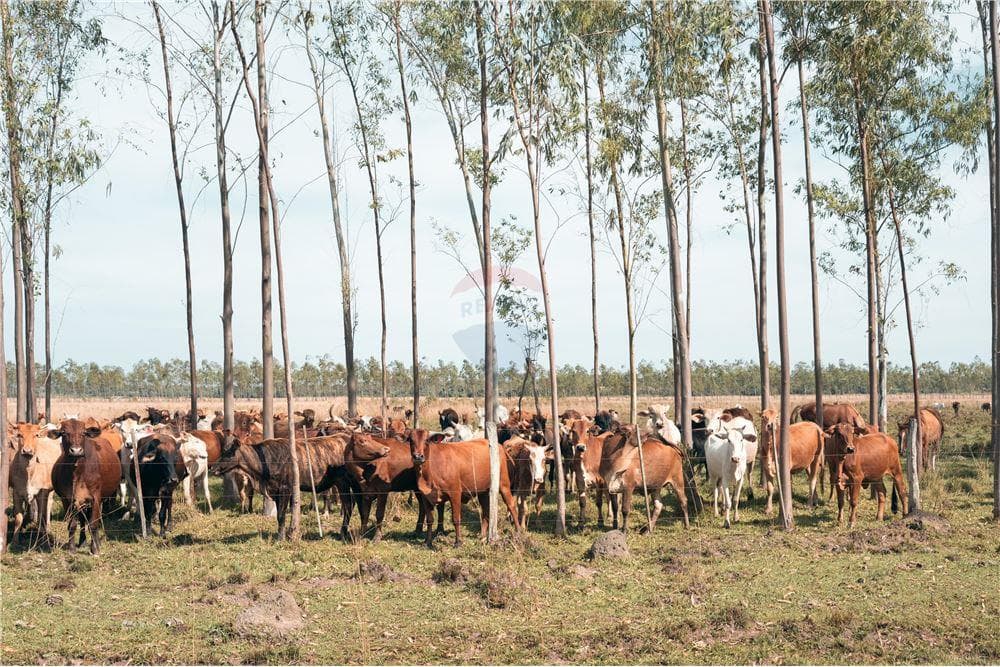 Campo en paraguari ybytymí, foto 2
