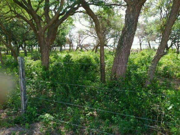 Terreno en venta ciervo cua, San Bernardino — foto 5
