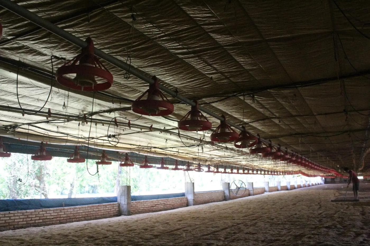 Hermosa Granja Avicola en Villeta con 2 Galpones para producción de carne — foto 5
