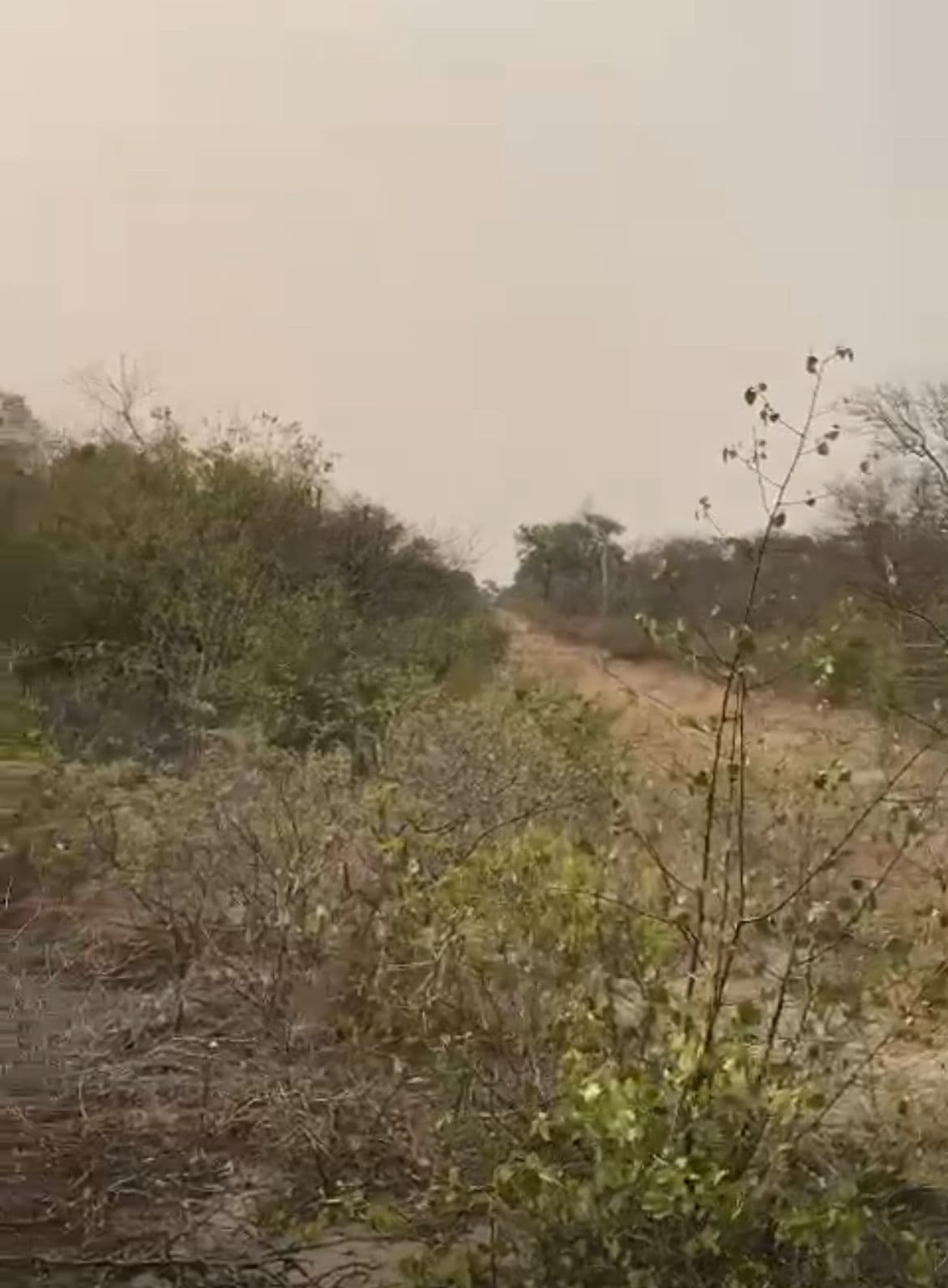 Propiedad de 4.000 has en colonia san alfredo, foto 4