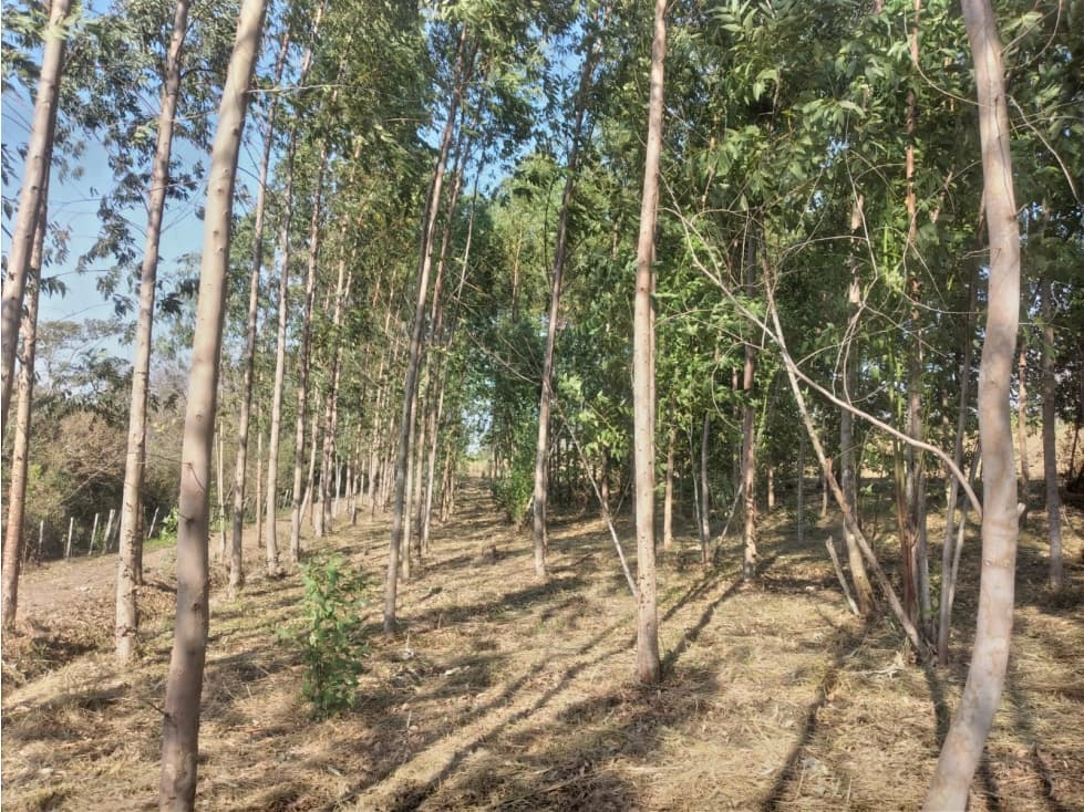 5,5 hectareas en Arroyos y Esteros, foto 5