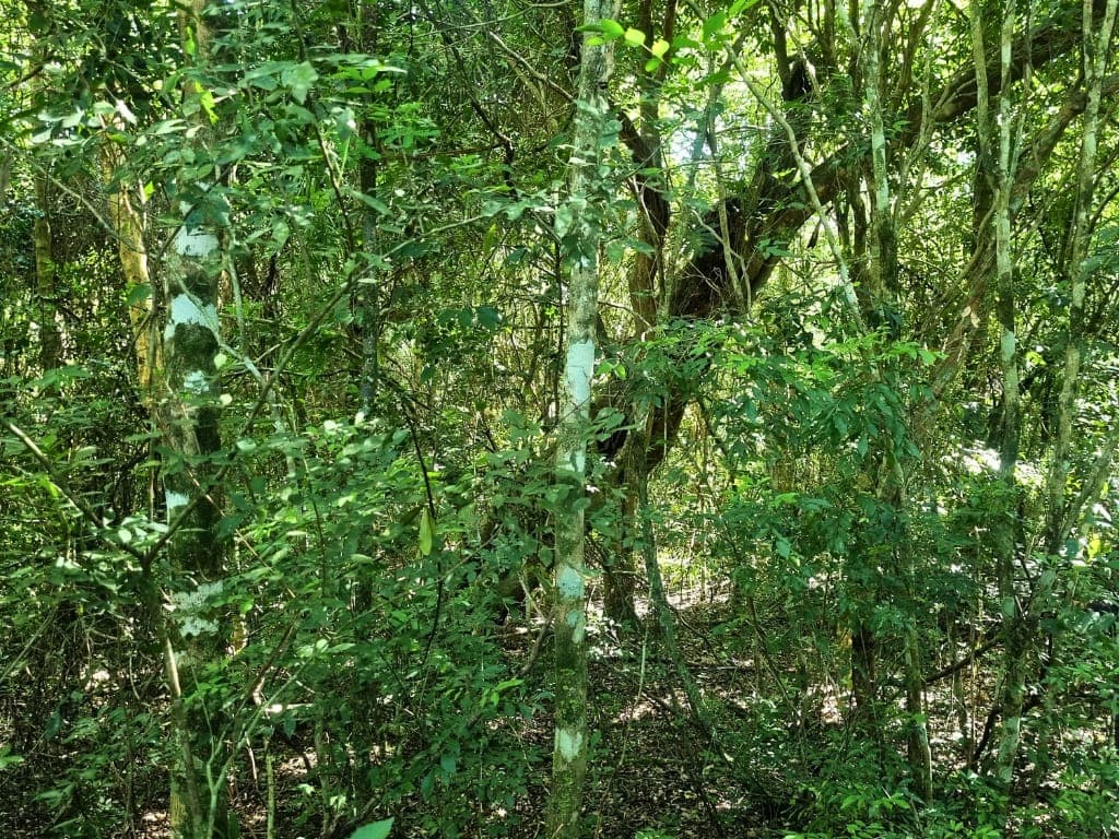 Amplio terreno en piribebuy rodeado de naturaleza, foto 4