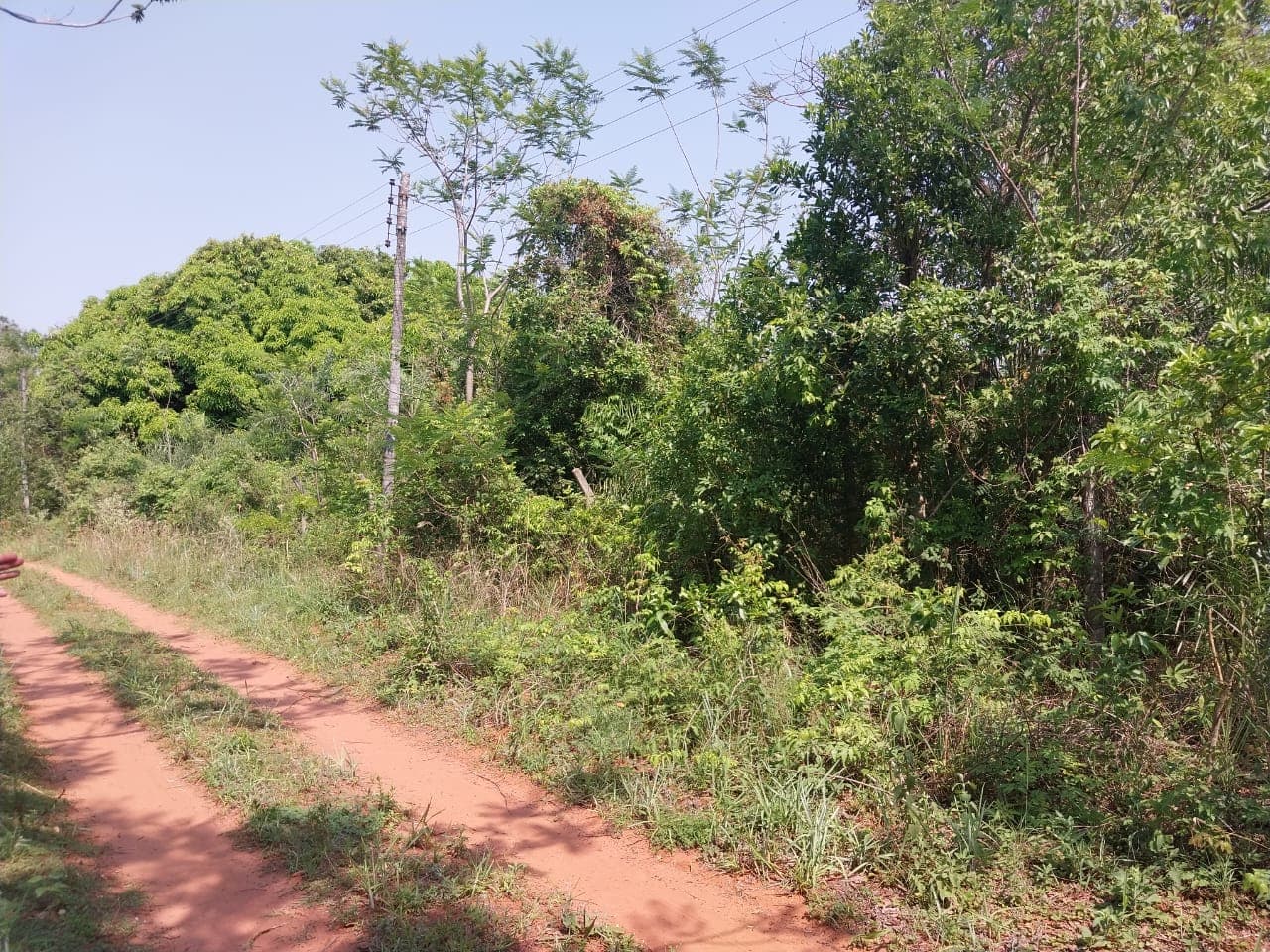 3 terrenos juntos en aregua pindolo, foto 3