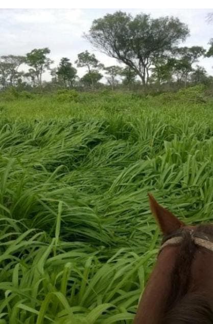 Campo de 2.135 Has, Se Encuentra en el km 130 de la Ruta 12 - CLCS7126645, foto 4