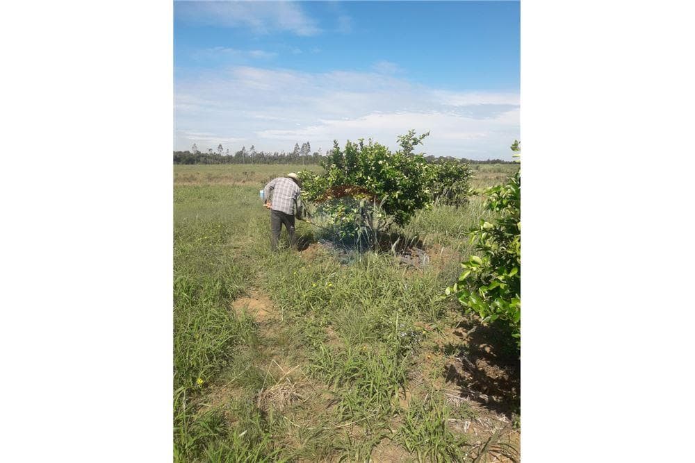 Vento Campo de 87 has en San Juan Nepomuceno, foto 4