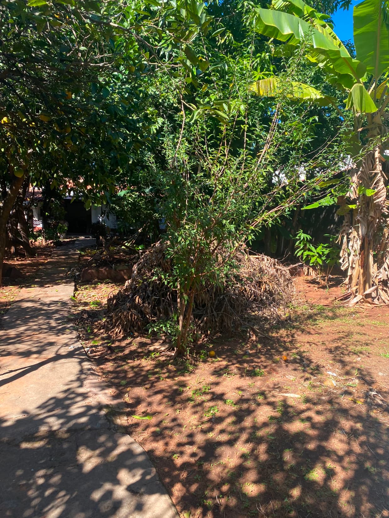 Asunción: amplio terreno arbolado de 15,27 m. X 37,50m — foto 4