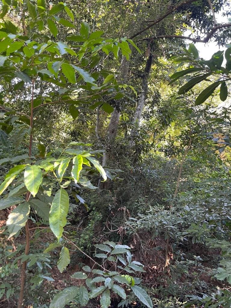 Terreno en tarumandy Luque, foto 4