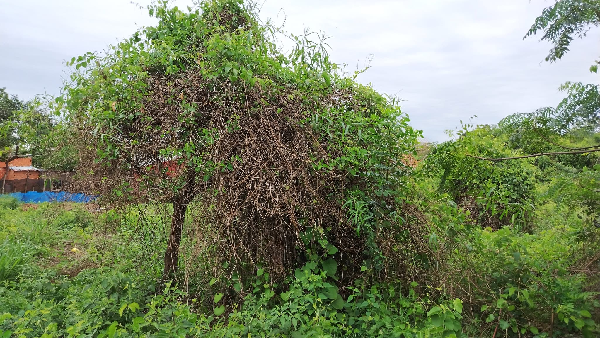 Terreno en venta en aregua (villa rosita), foto 4