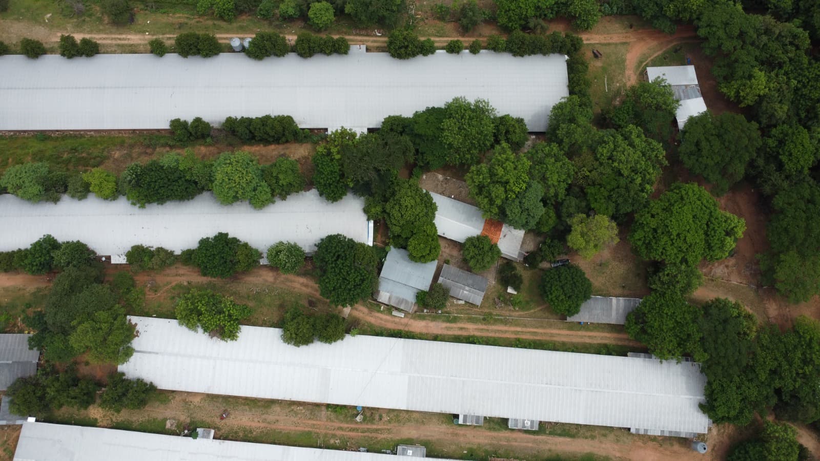 Granja Avícola En Altos — foto 2
