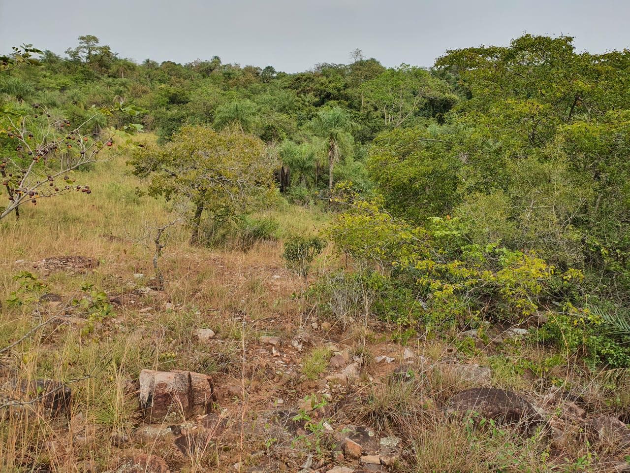 Propiedad De 12.8 Ha En la Ciudad De Emboscada, Ybycua, foto 5