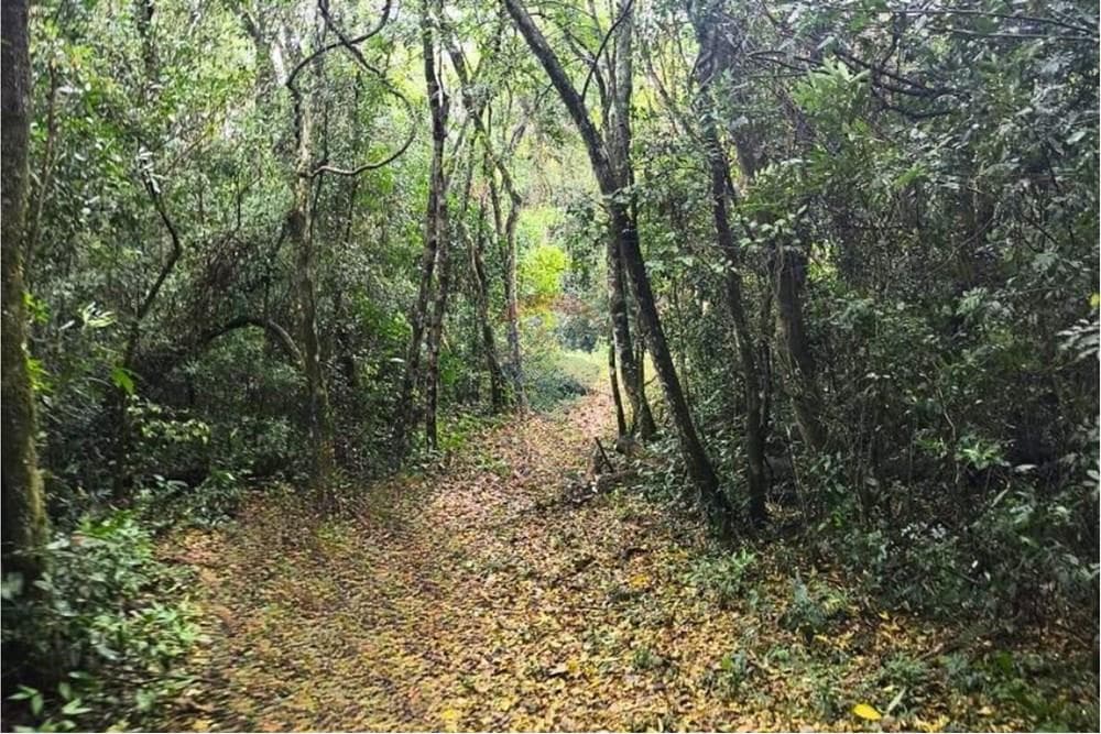 7,5 Ha Con Muralla Perimetral Y Arroyo En Cnel. Oviedo - Ideal Barrio Cerrado, foto 2